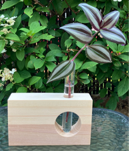 Charger l&#39;image dans la galerie, 17 octobre 18h - propragateur de plante

